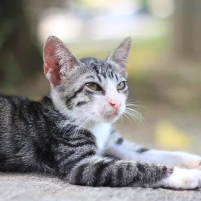 10 Pertanda Saat Kamu Didekati Kucing