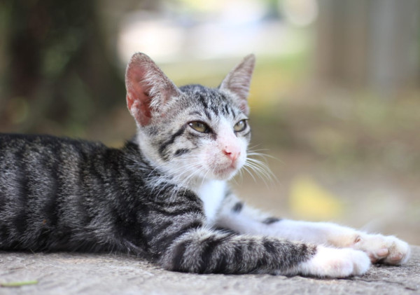 10 Pertanda Saat Kamu Didekati Kucing