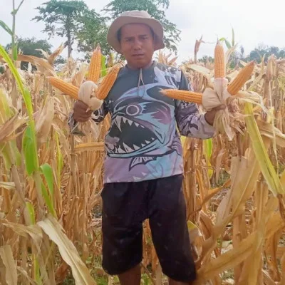 Optimalkan Lahan Pertanian Jadi Lebih Produktif, Supali Sukses Berkebun Jagung