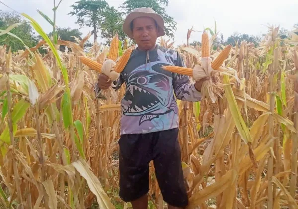 Optimalkan Lahan Pertanian Jadi Lebih Produktif, Supali Sukses Berkebun Jagung