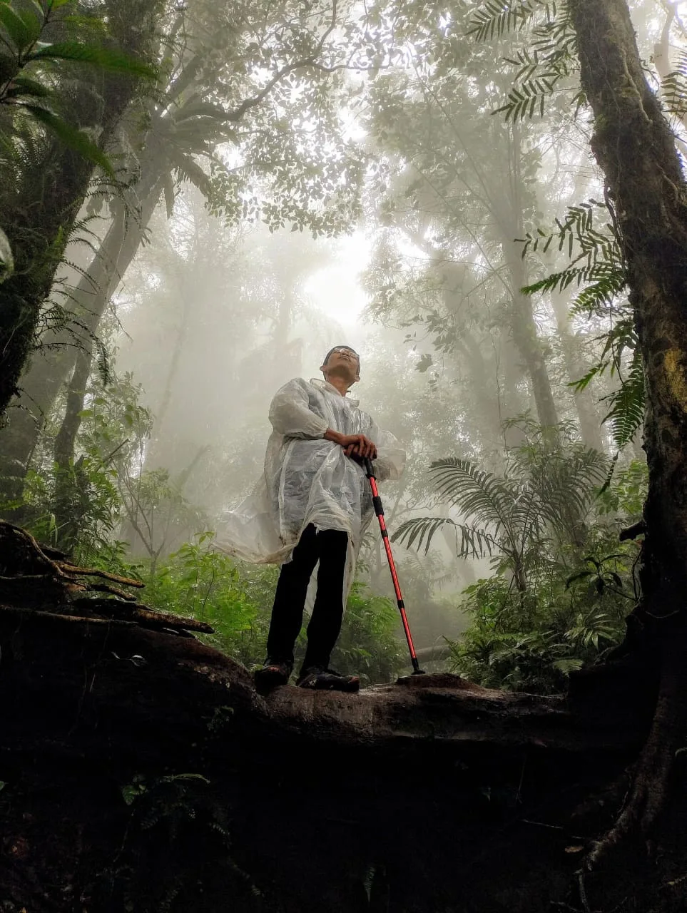 Cara Membedakan Hutan yang Aman dan Berbahaya