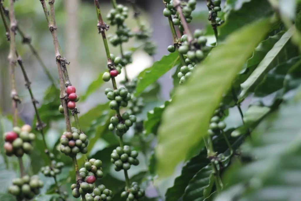 Kopi, Nadi Kehidupan Petani di Kaki Gunung Karang