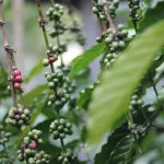 Kopi, Nadi Kehidupan Petani di Kaki Gunung Karang