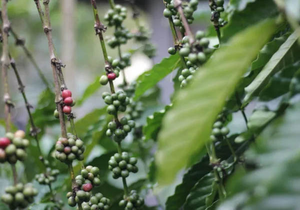 Kopi, Nadi Kehidupan Petani di Kaki Gunung Karang