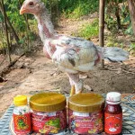 Tips dan Trik Beternak Ayam Bangkok