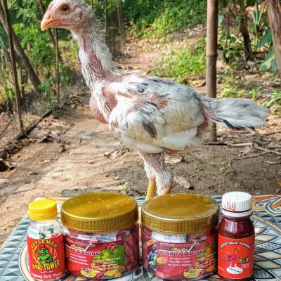 Tips dan Trik Beternak Ayam Bangkok