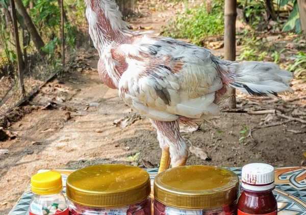 Tips dan Trik Beternak Ayam Bangkok