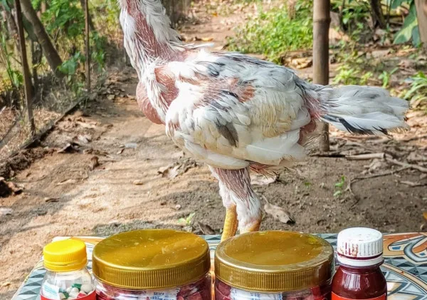 Tips dan Trik Beternak Ayam Bangkok