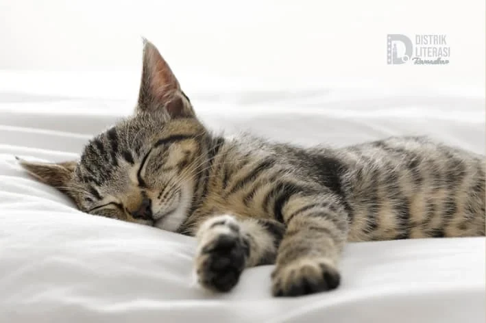 Tidur di Bulan Ramadhan Dapat Pahala, Tapi Bagaimana yang Berlebihan?