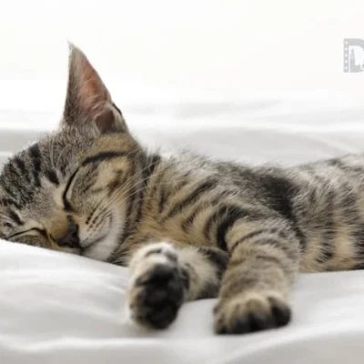Tidur di Bulan Ramadhan Dapat Pahala, Tapi Bagaimana yang Berlebihan?