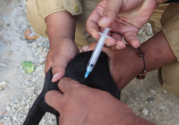 Banten Pertahankan Status Zero Case Rabies Selama 14 Tahun Berturut-turut