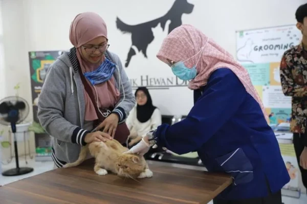 Pemkot Tangerang Hadirkan Program Sterilisasi Gratis untuk Kucing