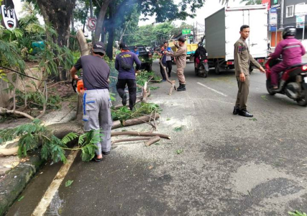Pohon Tumbang di Jatiuwung, Satgas Kecamatan Sigap Evakuasi