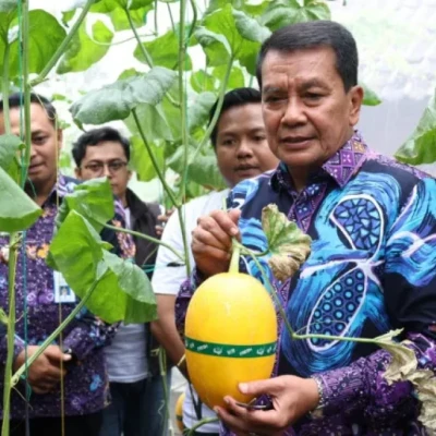 Bupati Tangerang Panen Melon Hidroponik, Wujudkan Ketahanan Pangan dan Kesejahteraan Masyarakat