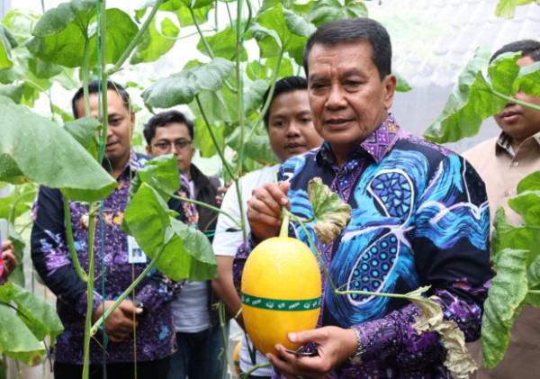 Bupati Tangerang Panen Melon Hidroponik, Wujudkan Ketahanan Pangan dan Kesejahteraan Masyarakat