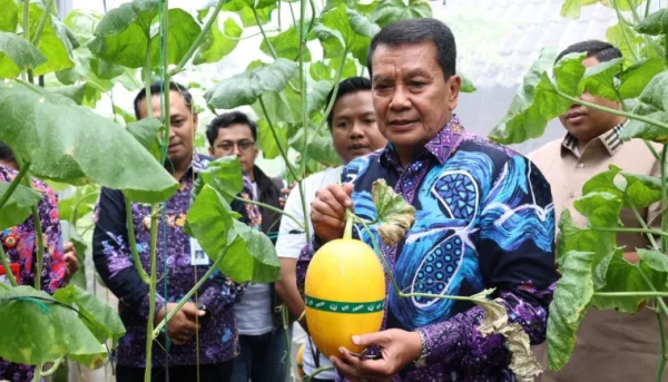 Bupati Tangerang Panen Melon Hidroponik, Wujudkan Ketahanan Pangan dan Kesejahteraan Masyarakat