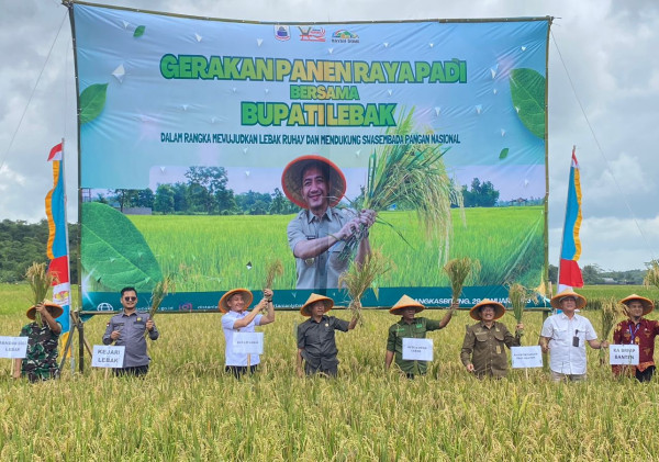 Bupati Lebak Hadiri Gerakan Panen Raya Padi, Dukung Swasembada Pangan Nasional