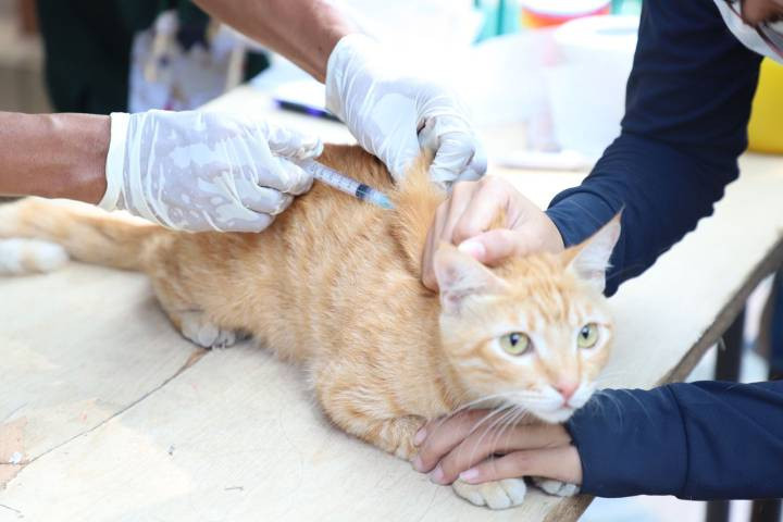 Pemkot Tangerang Gelar Vaksinasi Rabies Gratis untuk Hewan Peliharaan