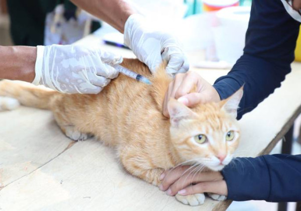 Pemkot Tangerang Gelar Vaksinasi Rabies Gratis untuk Hewan Peliharaan