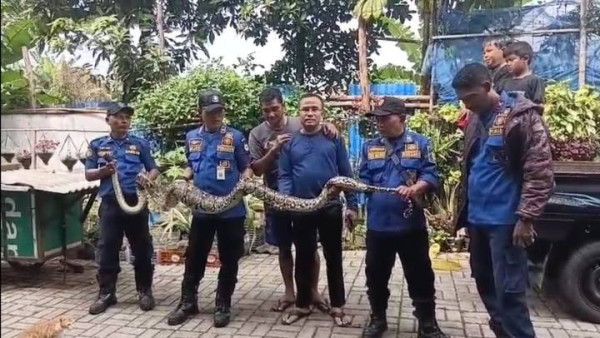 Ular Sanca Jumbo di Ciledug Berhasil Dievakuasi