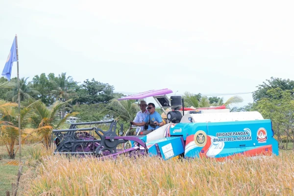 Padi Organik Varietas PS-08 Berhasil Dikembangkan di Banten