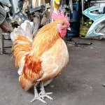 10 Fakta Unik dan Menarik Seputar Ayam Kate