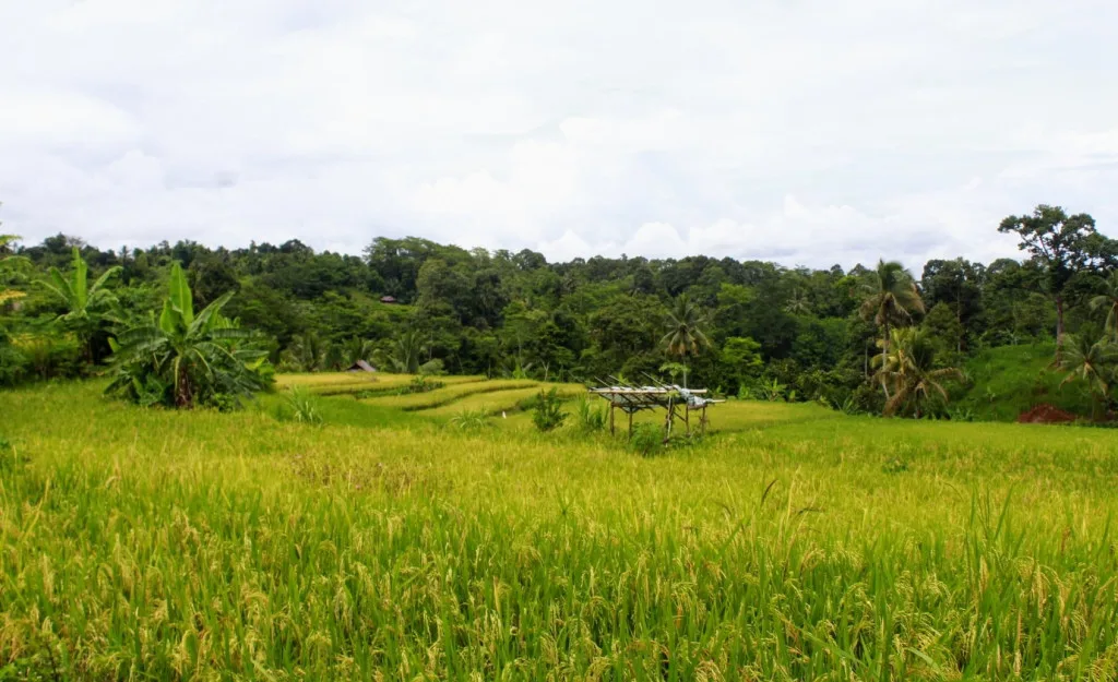 Kenali Ciri-Ciri Tanaman Padi yang Subur