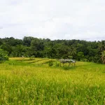 Kenali Ciri-Ciri Tanaman Padi yang Subur