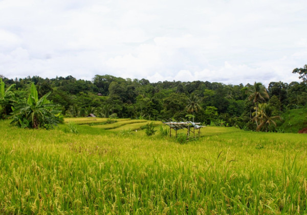Kenali Ciri-Ciri Tanaman Padi yang Subur