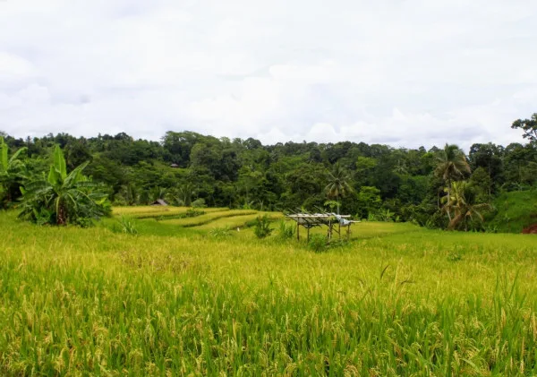Kenali Ciri-Ciri Tanaman Padi yang Subur