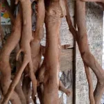 Ki Lemo Gunung Karang, Kayu Unik Kaya Manfaat
