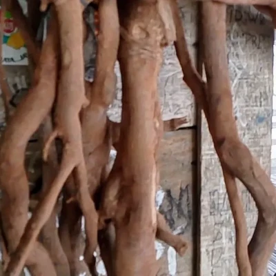 Ki Lemo Gunung Karang, Kayu Unik Kaya Manfaat