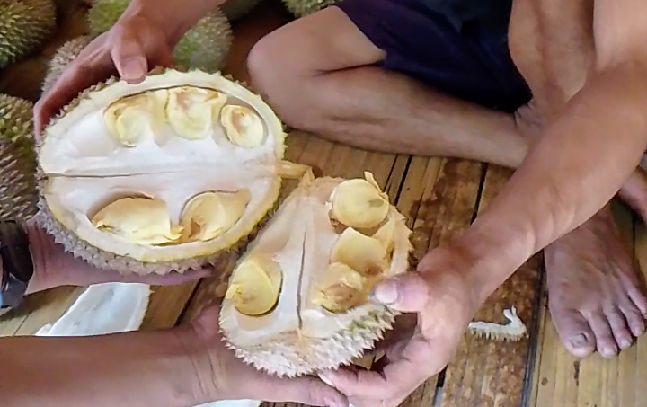 Manfaat Biji Durian Bagi Kesehatan yang Jarang Orang Tahu