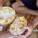 Manfaat Biji Durian Bagi Kesehatan yang Jarang Orang Tahu
