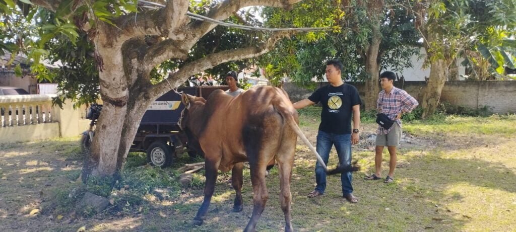 PT KSI Menyerahkan Hewan Qurban Kepada Masyarakat.