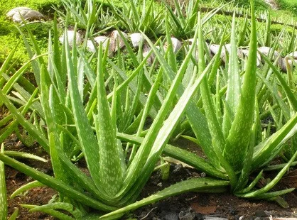 Lidah Buaya: Rahasia Alami untuk Kesehatan dan Kecantikan