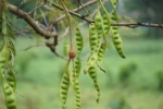 Mengungkap Asal