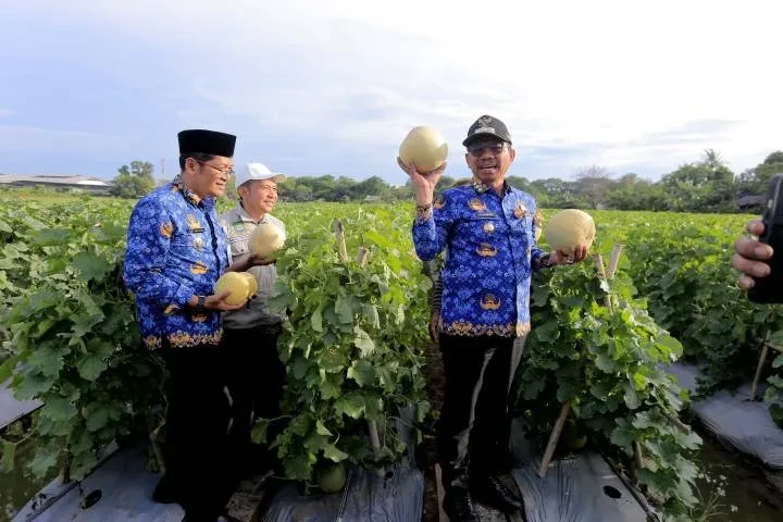 Panen Bawang Merah & Melon di Batu Ceper Bikin Warga Penasaran: Seberapa Maju Urban Farming di Kota Tangerang?