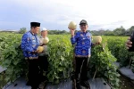 Panen Bawang Merah & Melon di Batu Ceper Bikin Warga Penasaran: Seberapa Maju Urban Farming di Kota Tangerang?