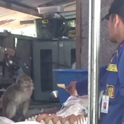 Heboh! Monyet Lepas Ngacak-Ngacak Warung Sembako di Tangerang, Damkar Turun Tangan