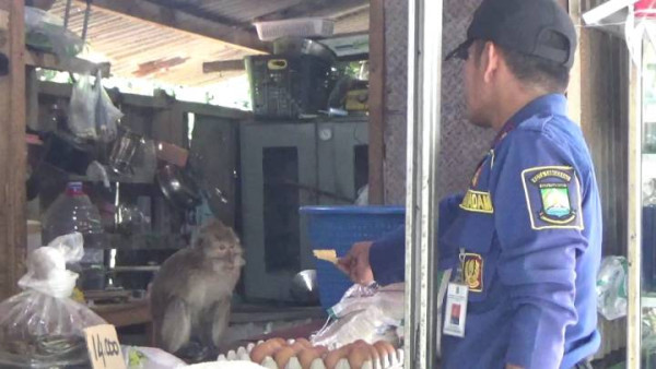 Heboh! Monyet Lepas Ngacak-Ngacak Warung Sembako di Tangerang, Damkar Turun Tangan