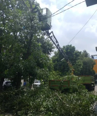 Cegah Pohon Tumbang Saat Hujan Deras, Pemkot Tangerang Lakukan Pemangkasan di Pemukiman Warga