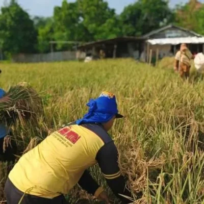 Pemkot Tangerang Uji Produktivitas Padi, Benarkah Panen Tahun Ini Bakal Lebih Tinggi?