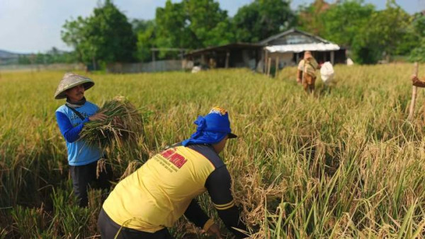 Pemkot Tangerang Uji Produktivitas Padi, Benarkah Panen Tahun Ini Bakal Lebih Tinggi?