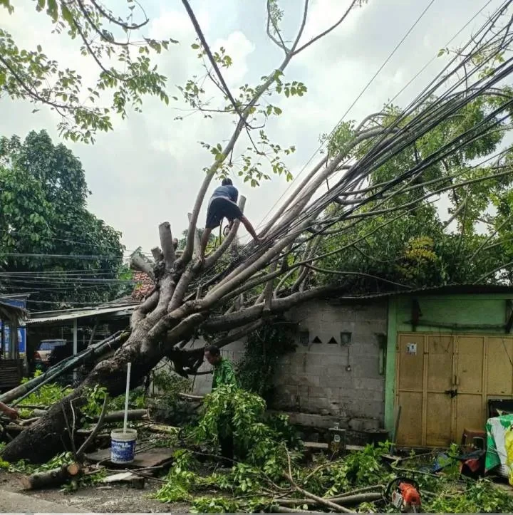 Puluhan Pohon Tumbang Akibat hujan Deras , Pemkot Tangerang Bergerak Cepat Evakuasi