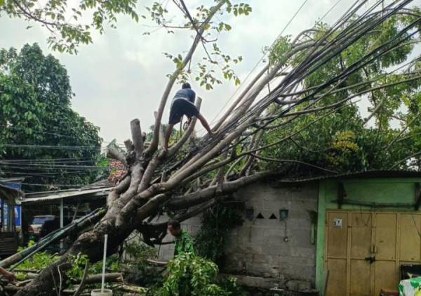 Puluhan Pohon Tumbang Akibat hujan Deras , Pemkot Tangerang Bergerak Cepat Evakuasi