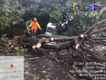 Hujan Deras Disertai Angin Kencang Terjang Kota Tangerang, Sejumlah Pohon Tumbang di Ruas Jalan Utama