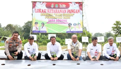Lahan Tidur Berbuah Manis, Bupati Tangerang Resmikan Greenhouse dan Panen Perdana Melon di Desa Sodong