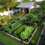 Berkebun di Rumah, Aktivitas Santai Penuh Manfaat untuk Tubuh dan Pikiran