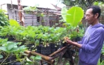 INSPIRATIF, MEMANFAATKAN PEKARANGAN RUMAH, BERTANAM STROBERI.